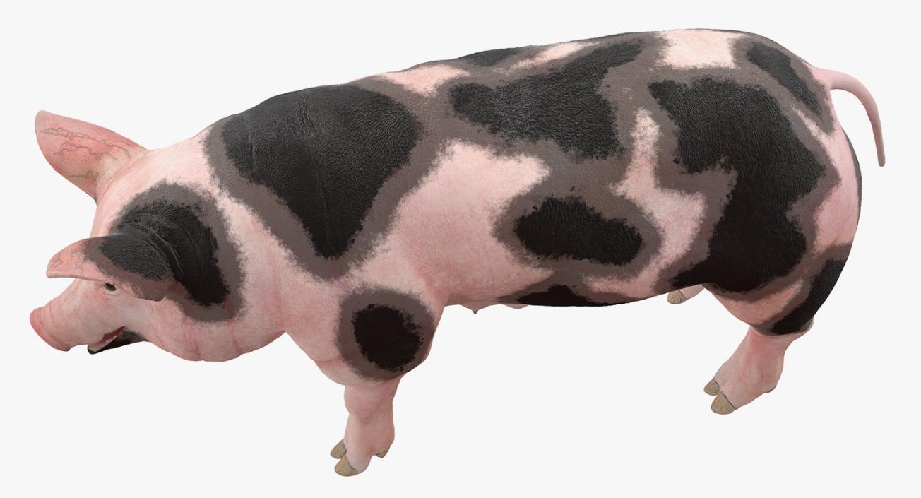 3D Pig Sow Peitrain Rigged model