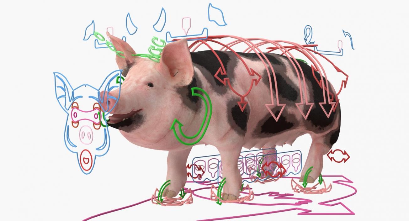 3D Pig Sow Peitrain Rigged model