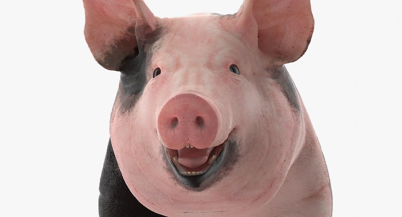 3D Pig Sow Peitrain Rigged model