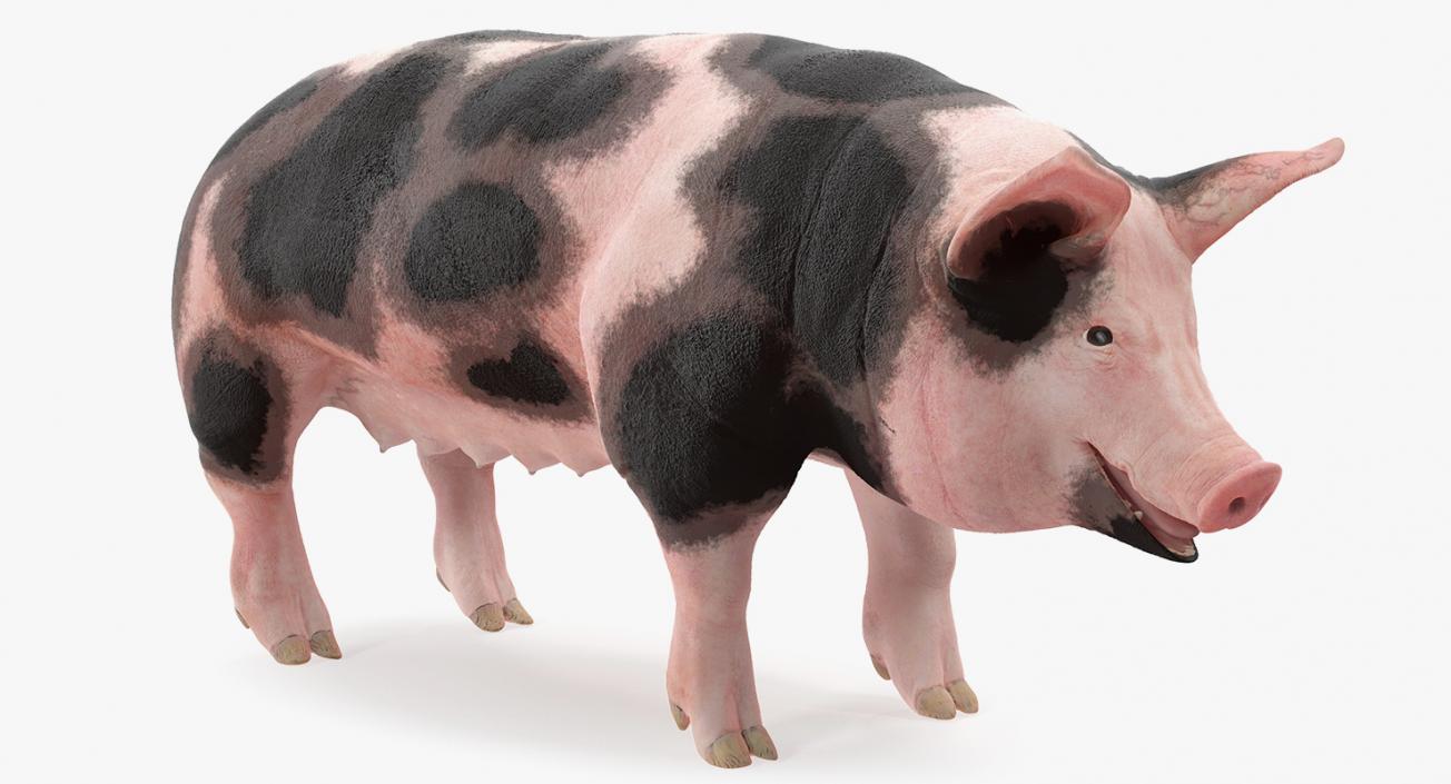 3D Pig Sow Peitrain Rigged model