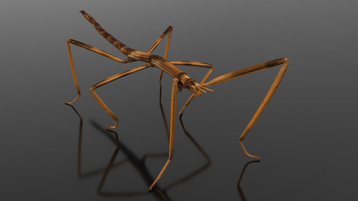 3D Stick Insect Brown model