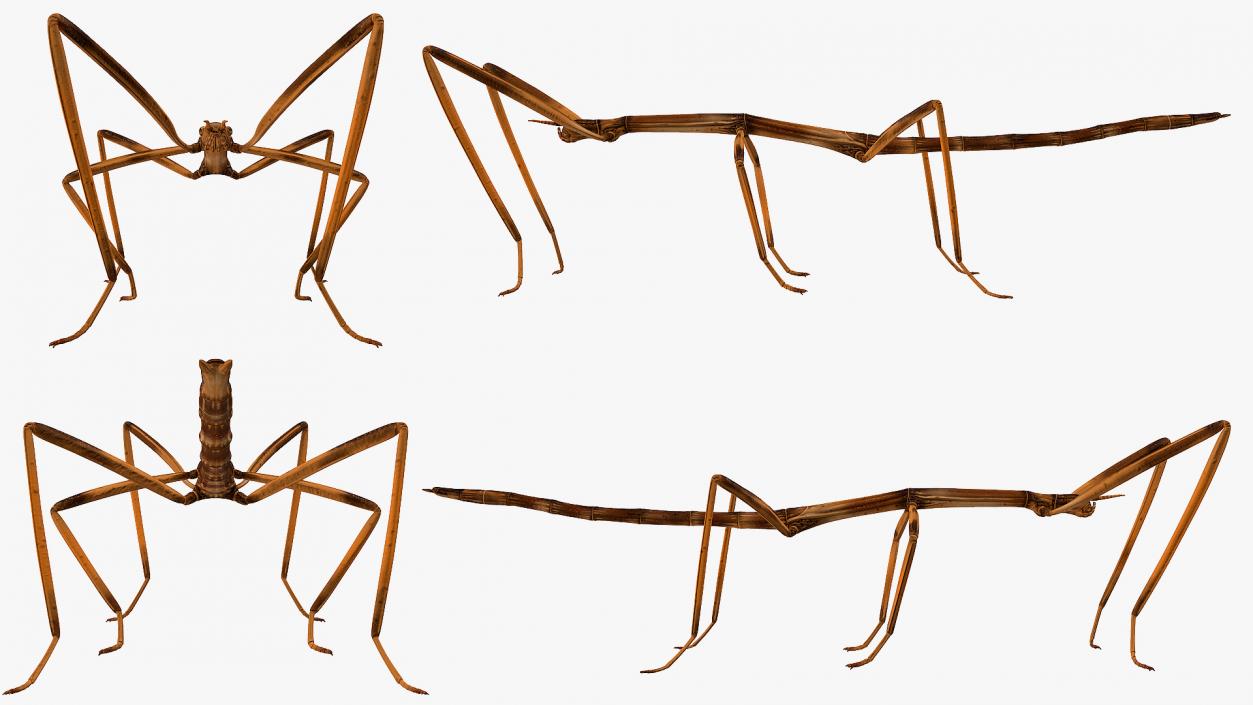 3D Stick Insect Brown model