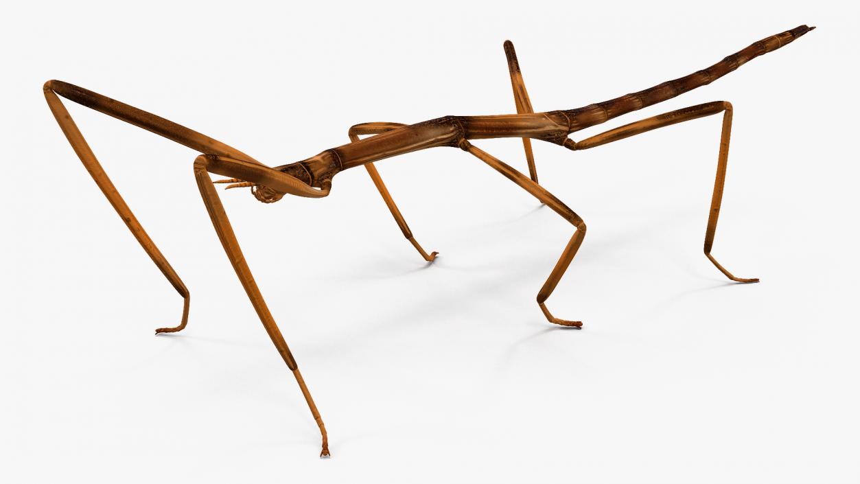 3D Stick Insect Brown model