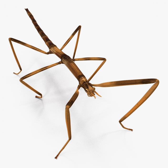 3D Stick Insect Brown model