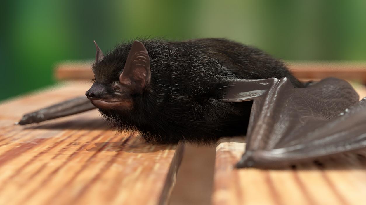 3D model Black Bat Fur Rigged