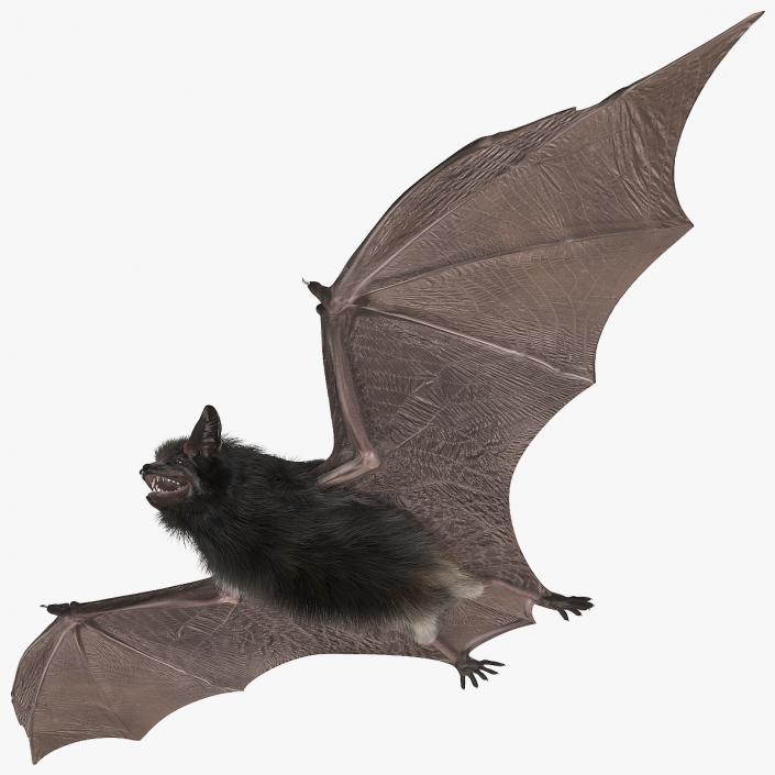 3D model Black Bat Fur Rigged