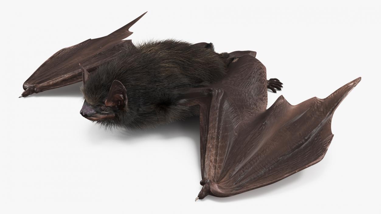 3D model Black Bat Fur Rigged