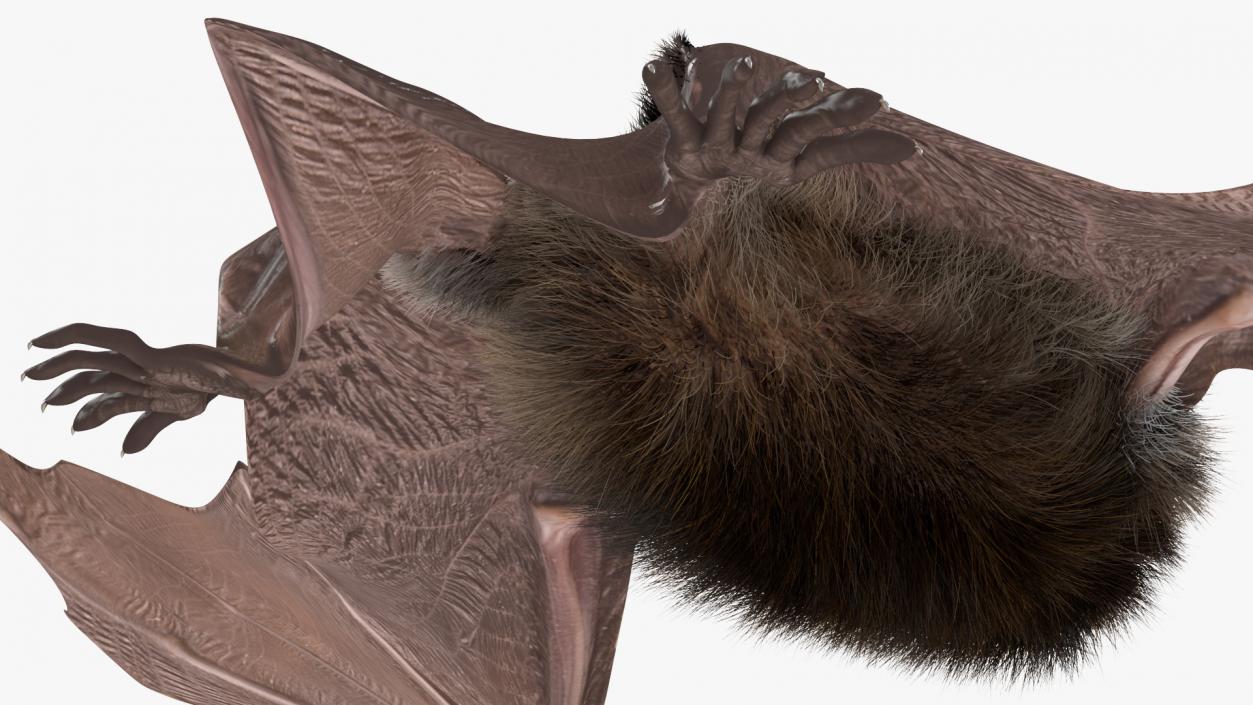 3D model Black Bat Fur Rigged