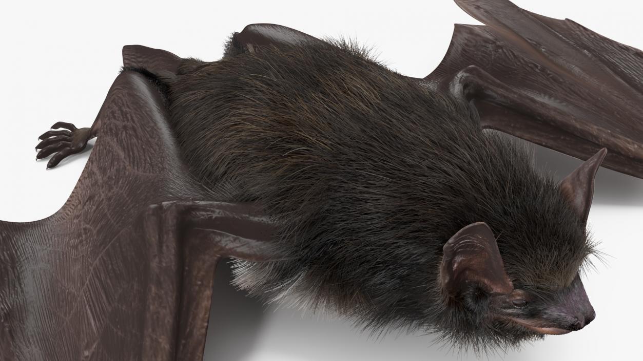 3D model Black Bat Fur Rigged