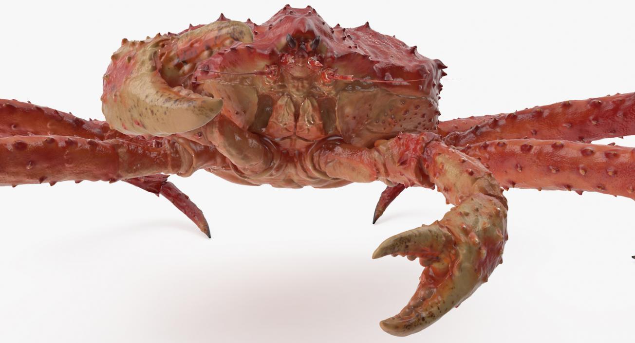 3D model Rigged Crabs Collection 3