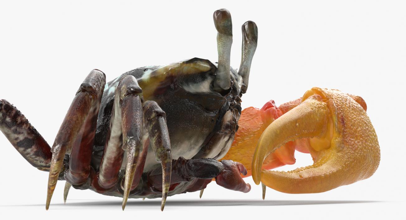 3D model Rigged Crabs Collection 3