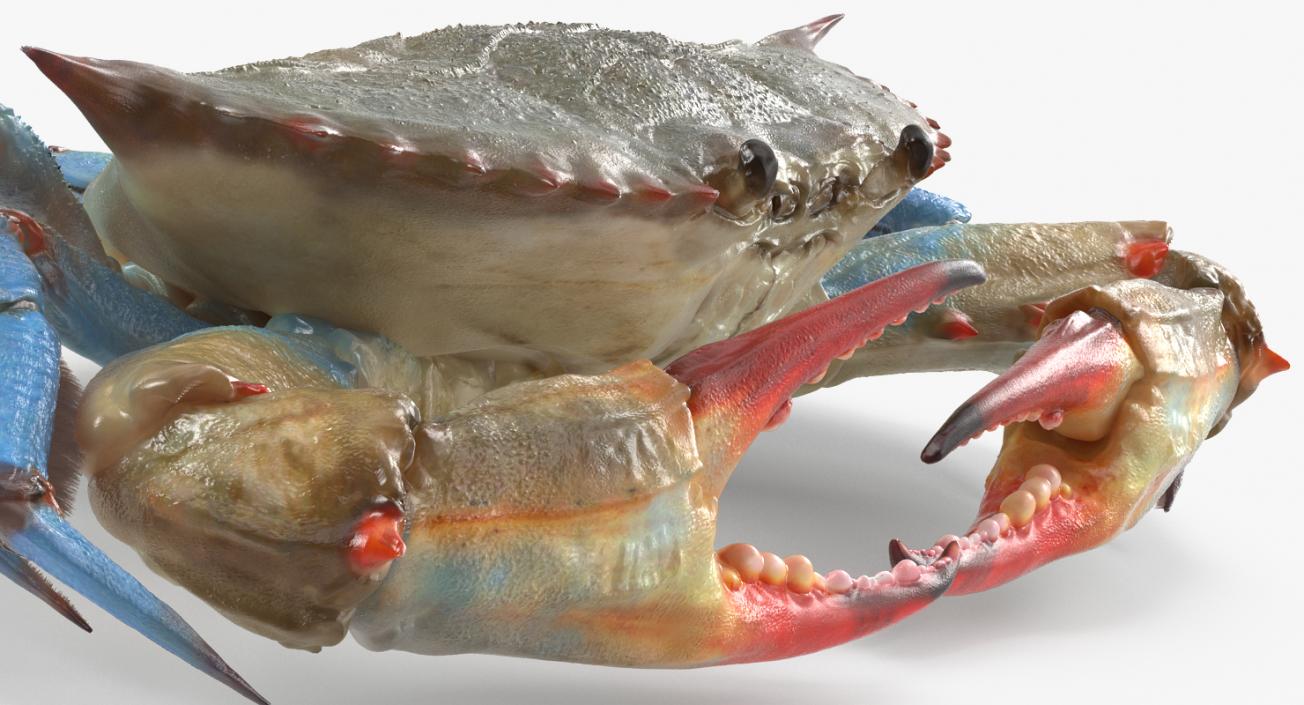 3D model Rigged Crabs Collection 3