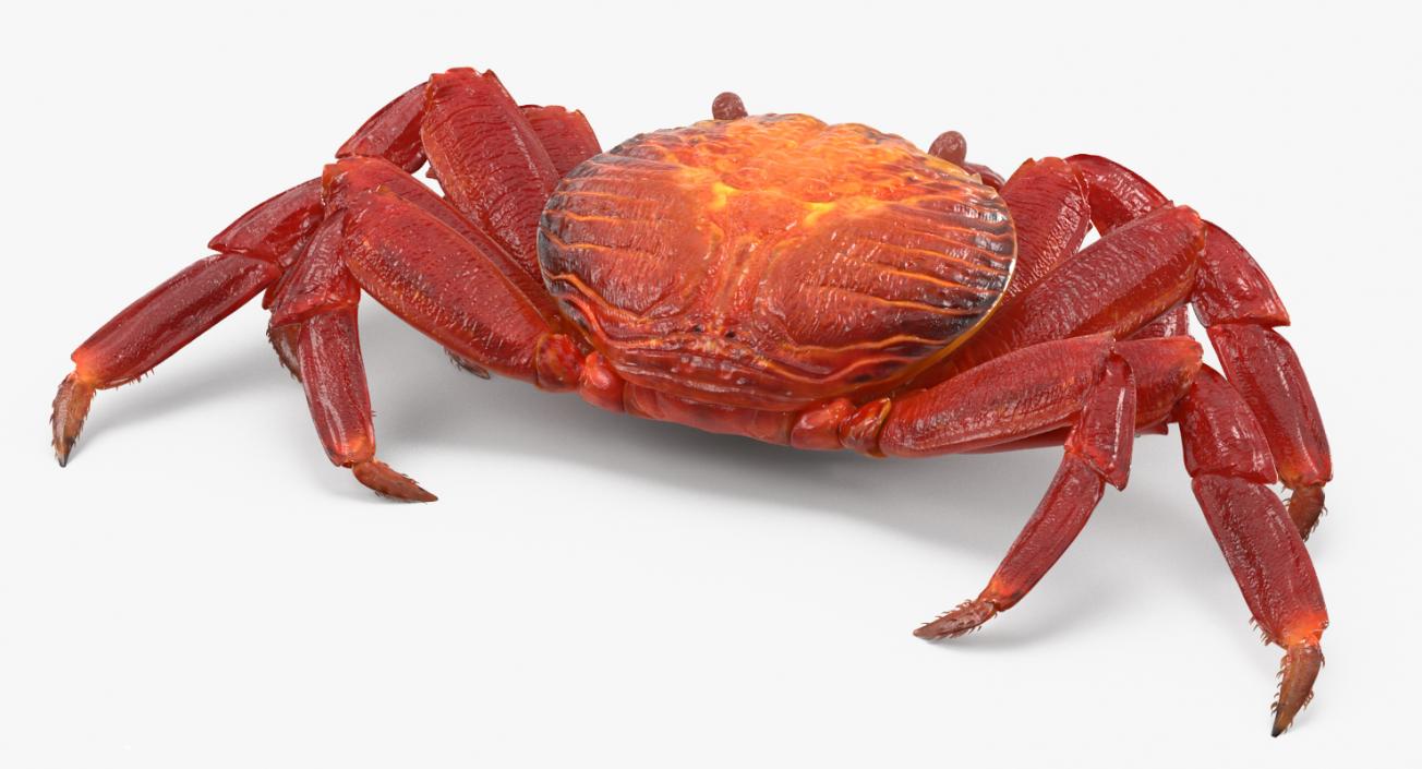 3D model Rigged Crabs Collection 3