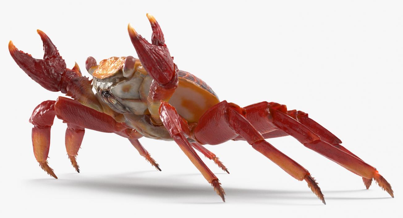 3D model Rigged Crabs Collection 3