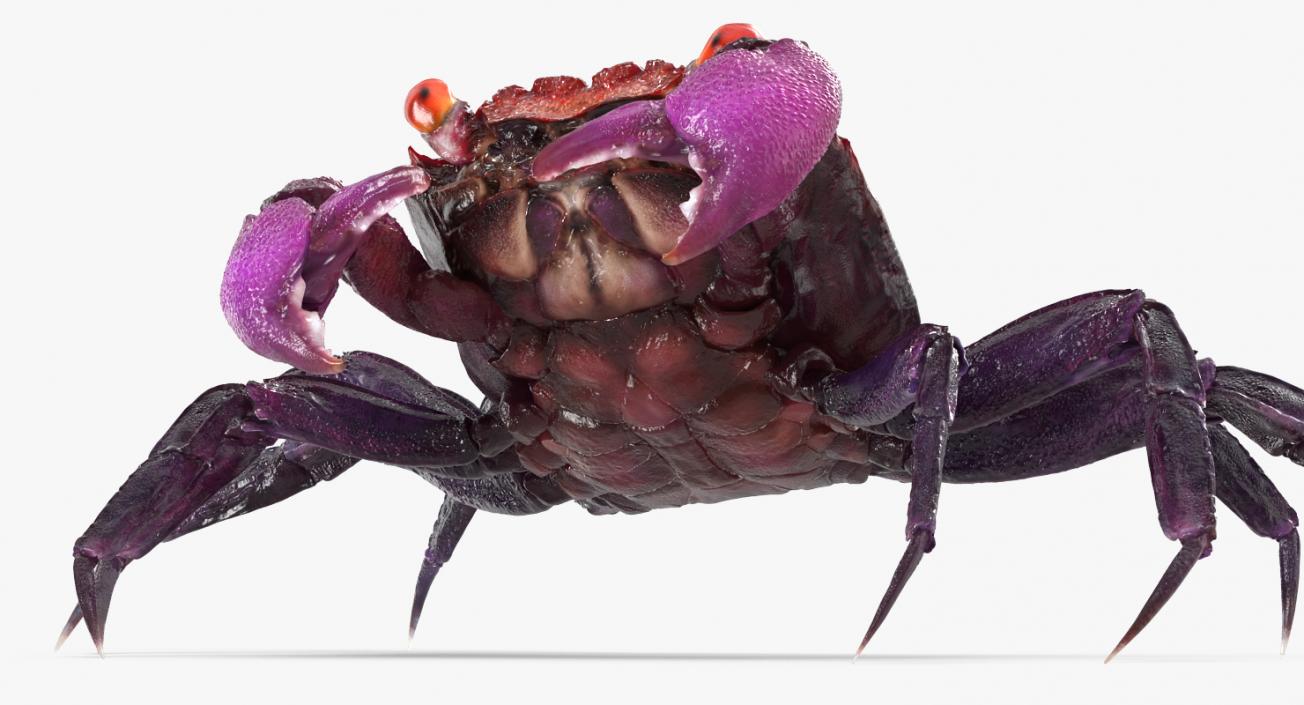 3D model Rigged Crabs Collection 3