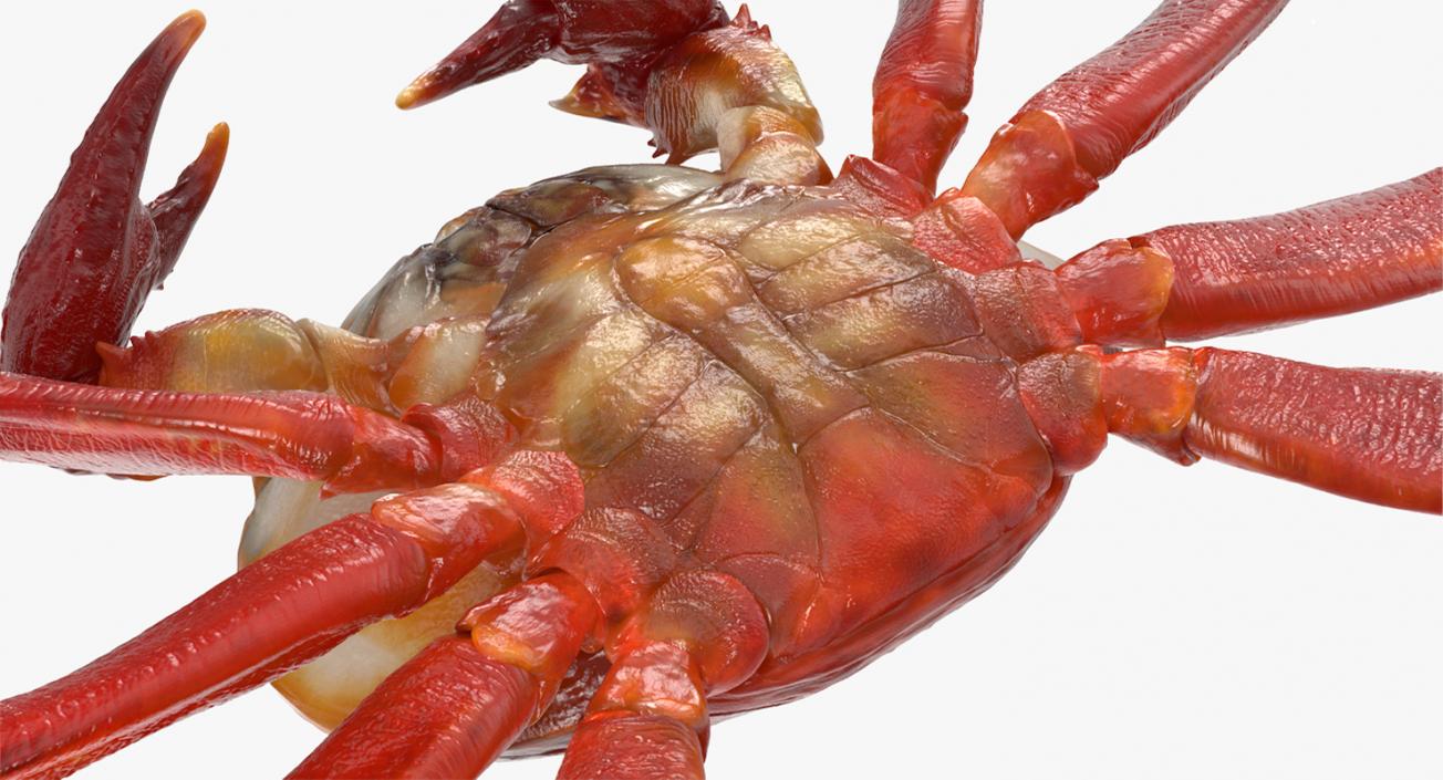 3D model Rigged Crabs Collection 3