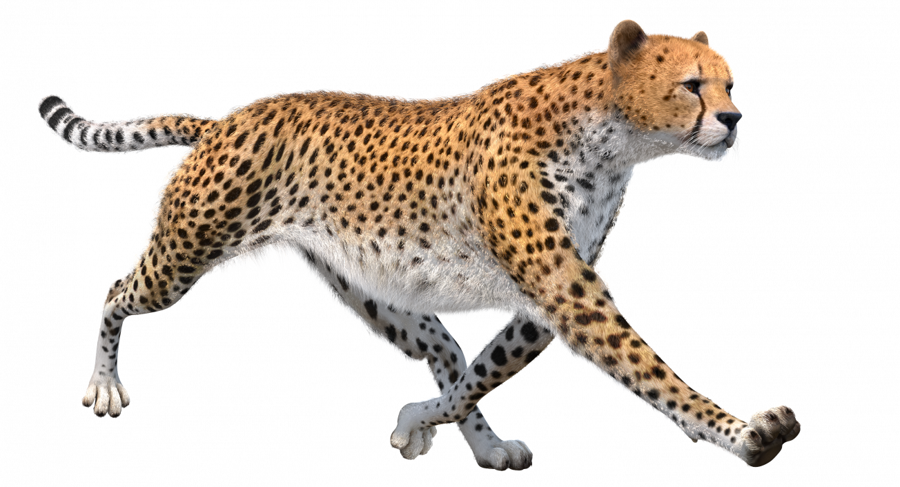 3D Cheetah Rigged with Fur model