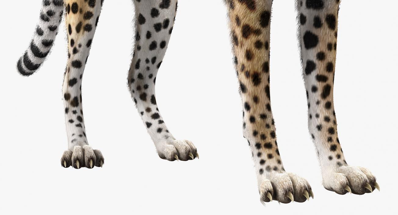 3D Cheetah Rigged with Fur model