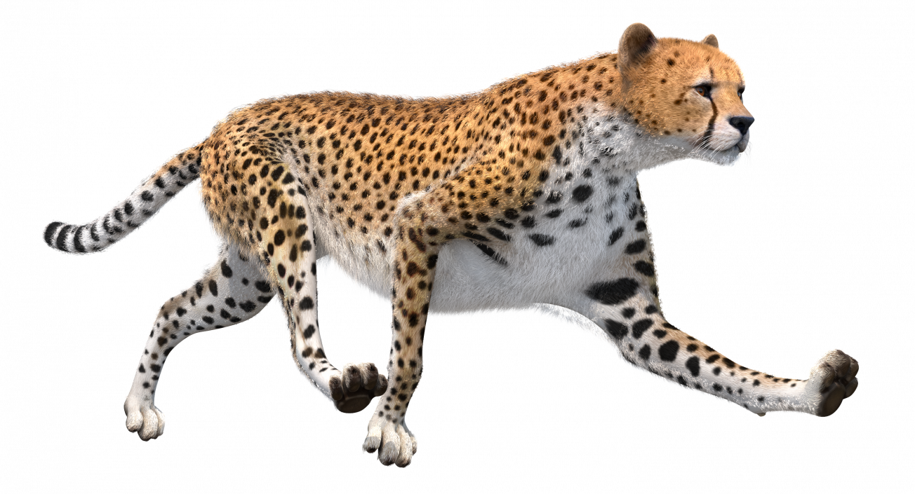 3D Cheetah Rigged with Fur model