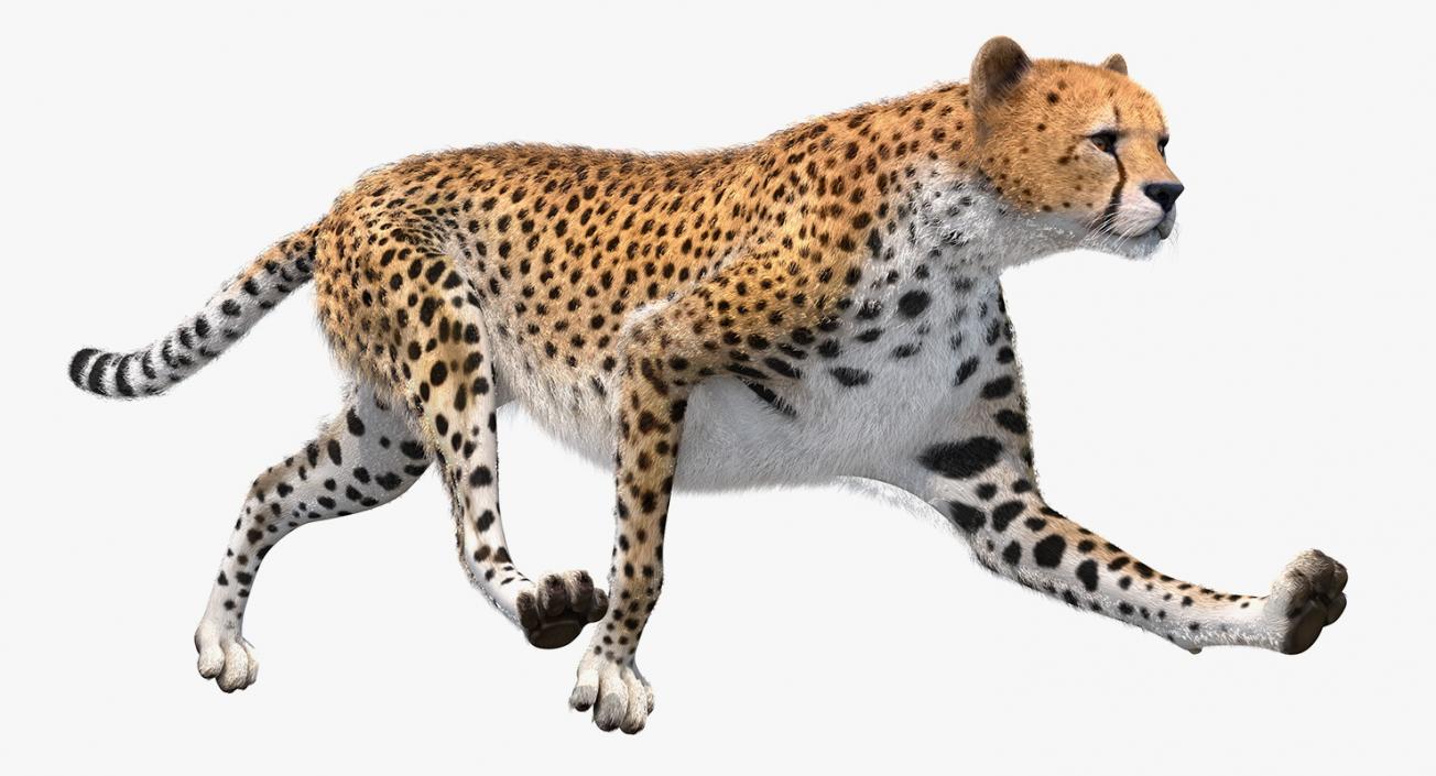 3D Cheetah Rigged with Fur model