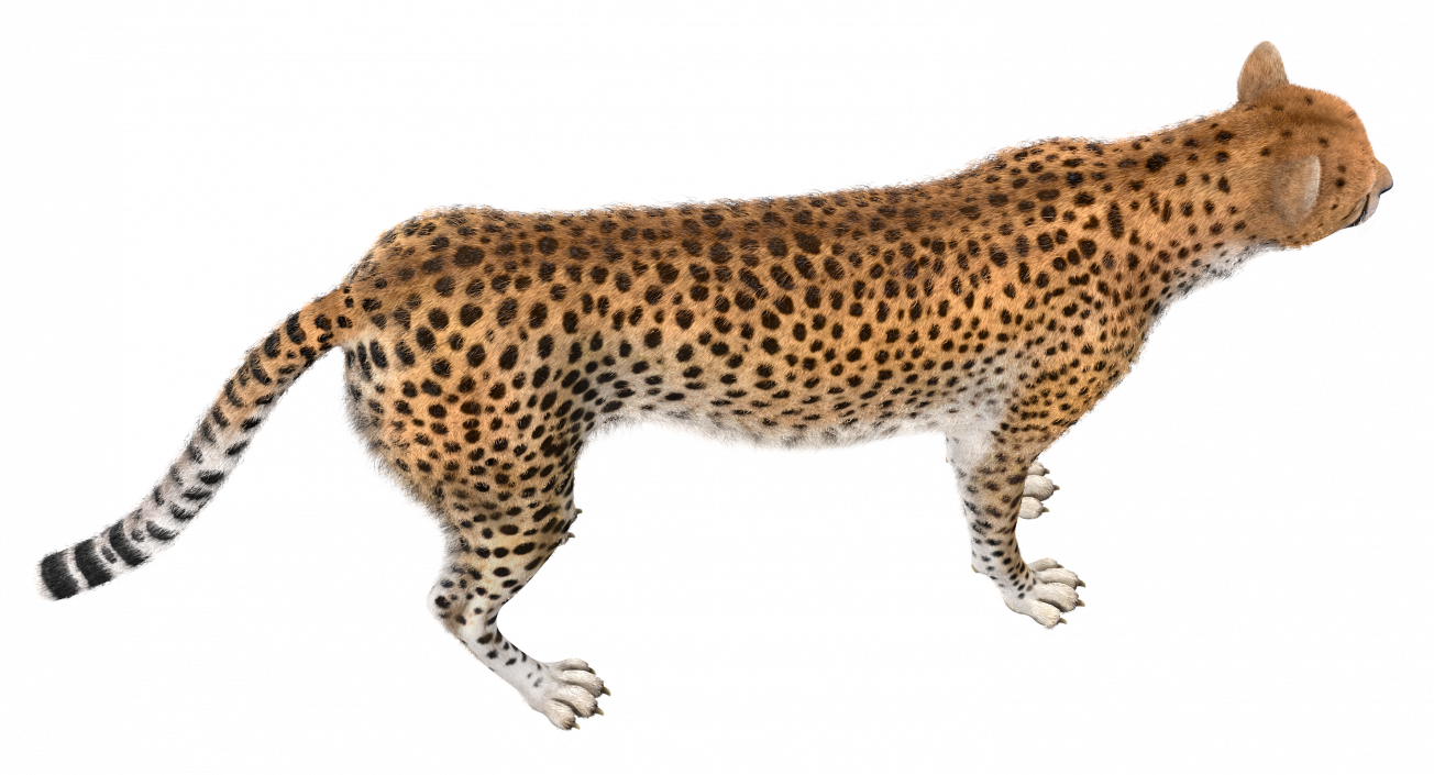 3D Cheetah Rigged with Fur model