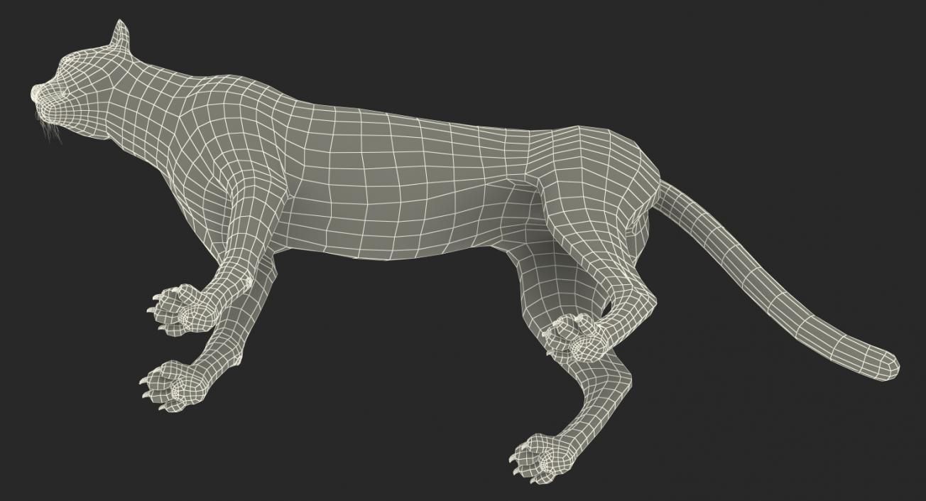 3D Cheetah Rigged with Fur model