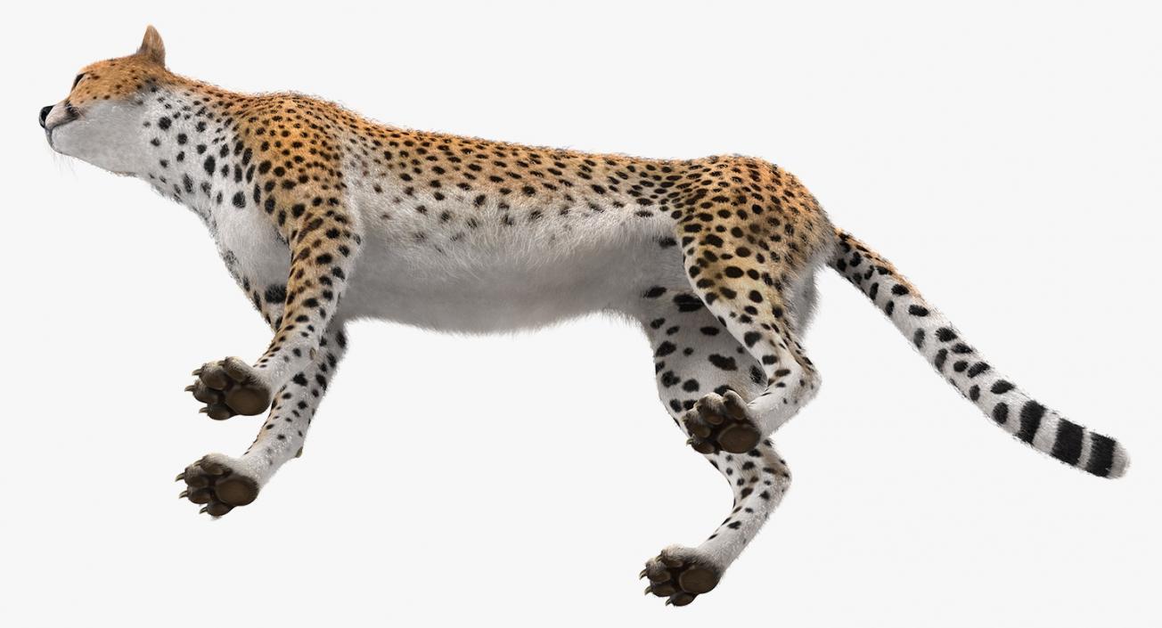 3D Cheetah Rigged with Fur model