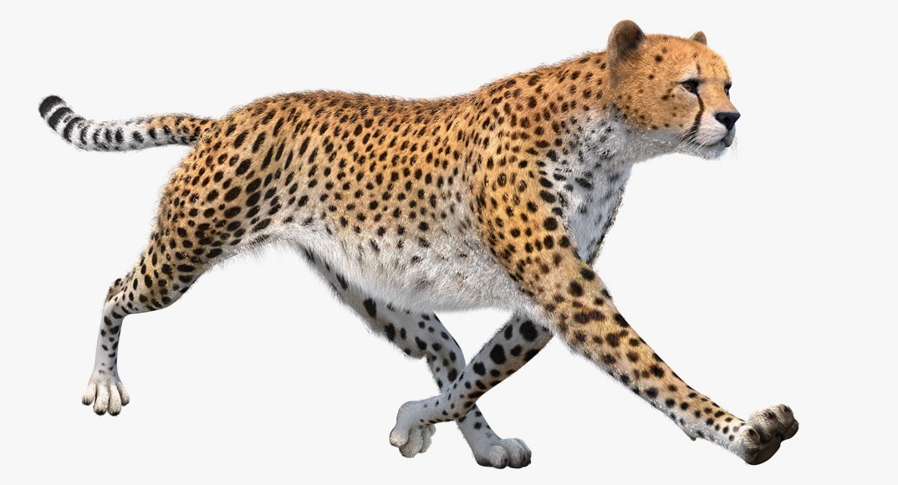 3D Cheetah Rigged with Fur model