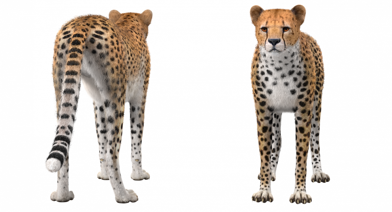 3D Cheetah Rigged with Fur model