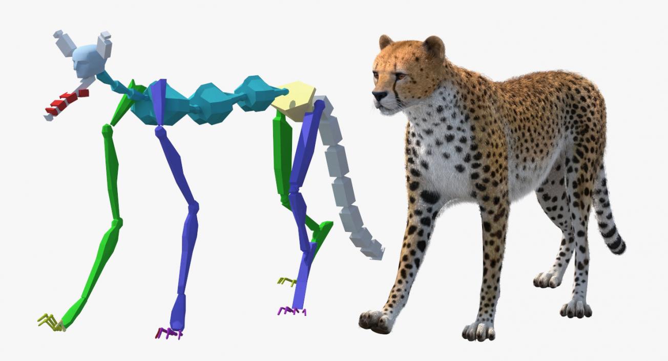 3D Cheetah Rigged with Fur model