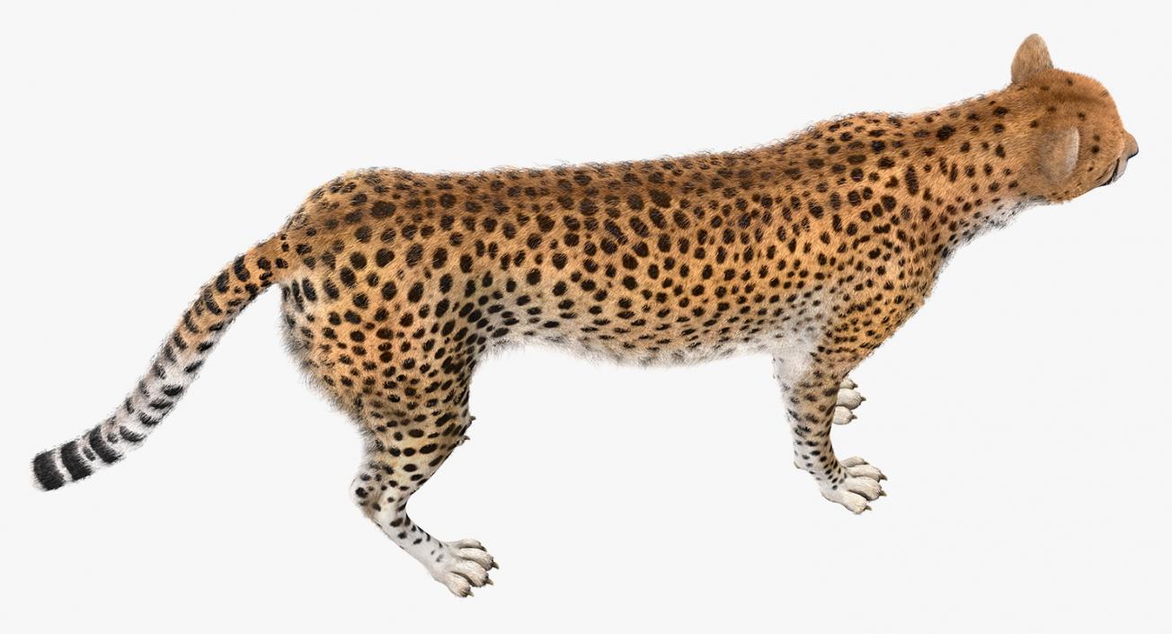 3D Cheetah Rigged with Fur model