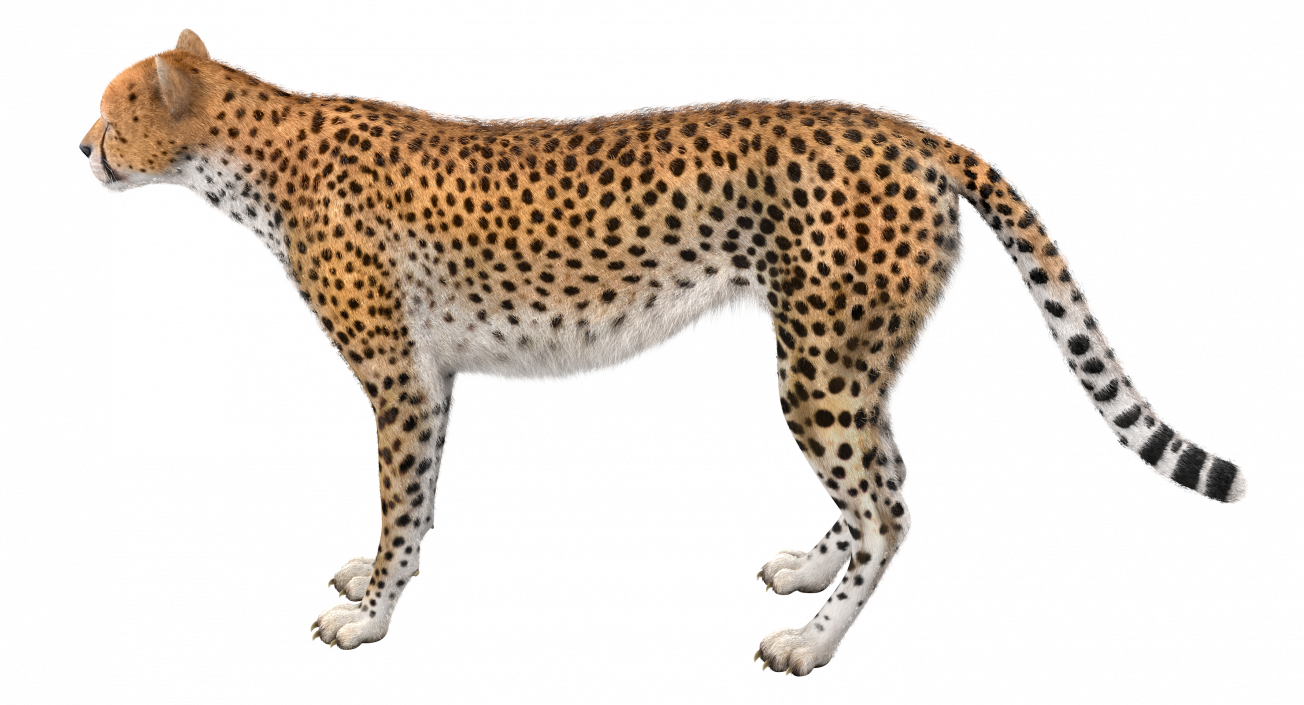 3D Cheetah Rigged with Fur model