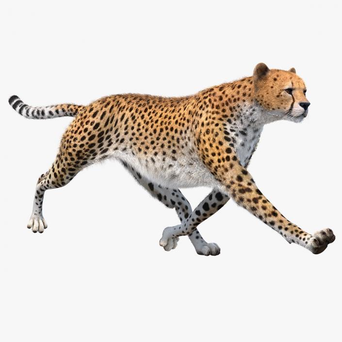 3D Cheetah Rigged with Fur model