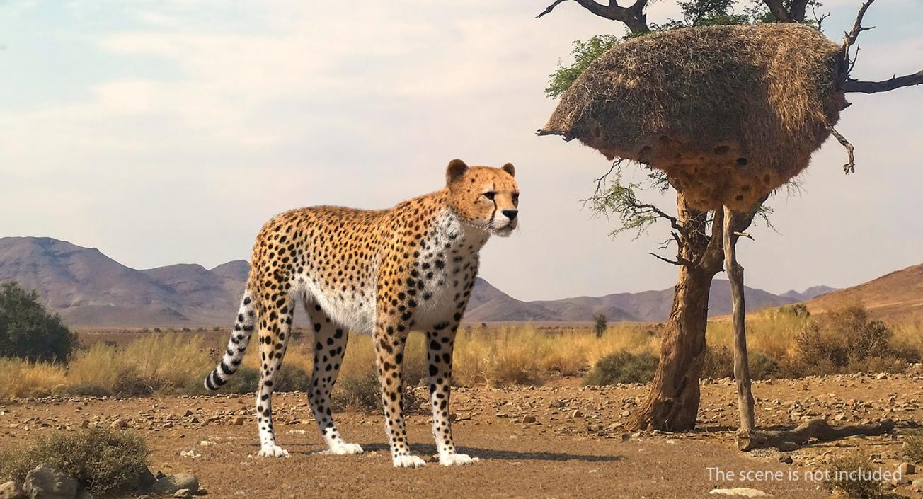 3D Cheetah Rigged with Fur model