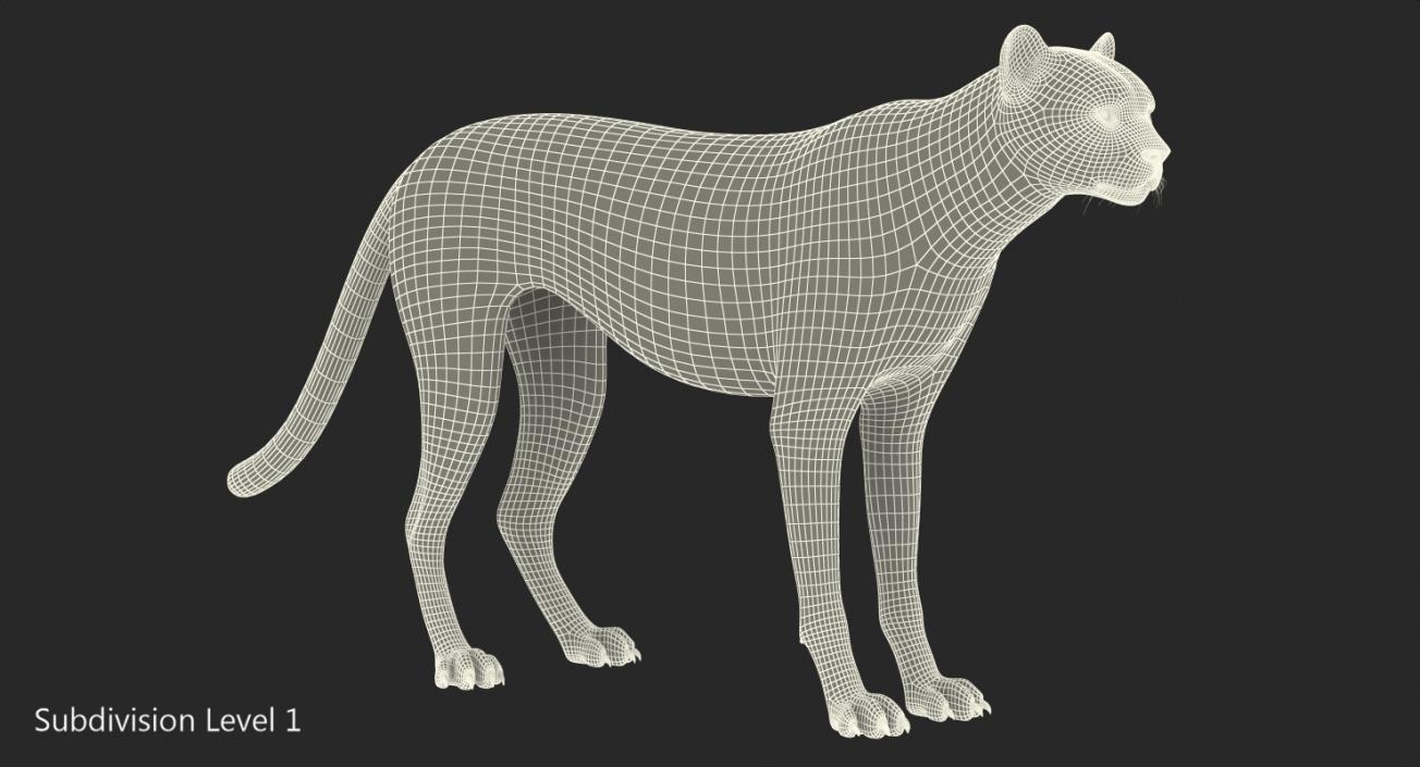 3D Cheetah Rigged with Fur model