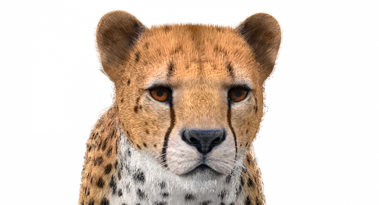 3D Cheetah Rigged with Fur model