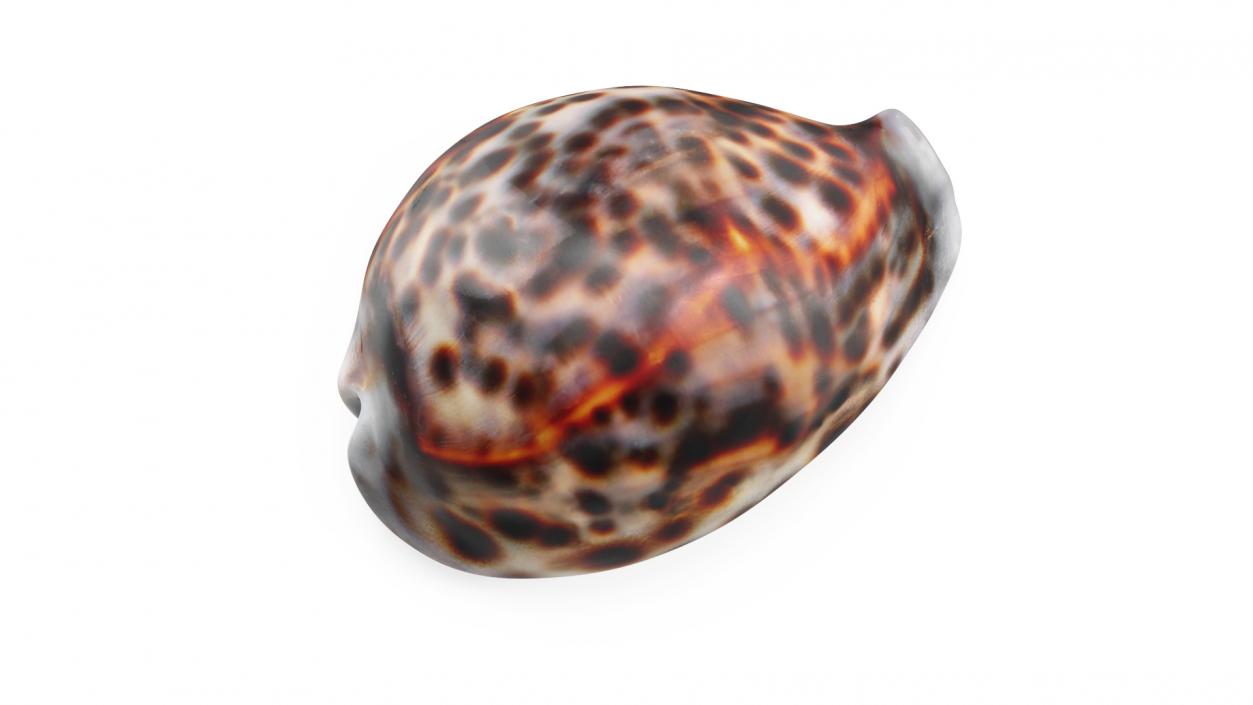 3D Tiger Cowrie Shell model