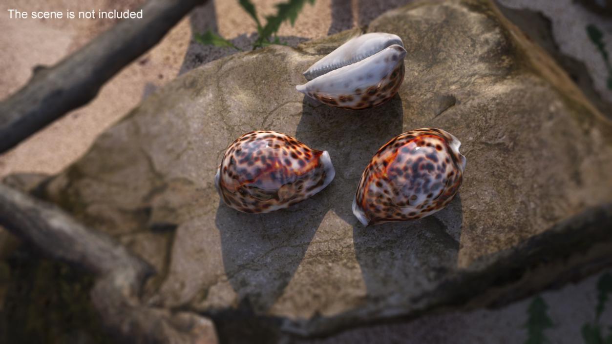 3D Tiger Cowrie Shell model