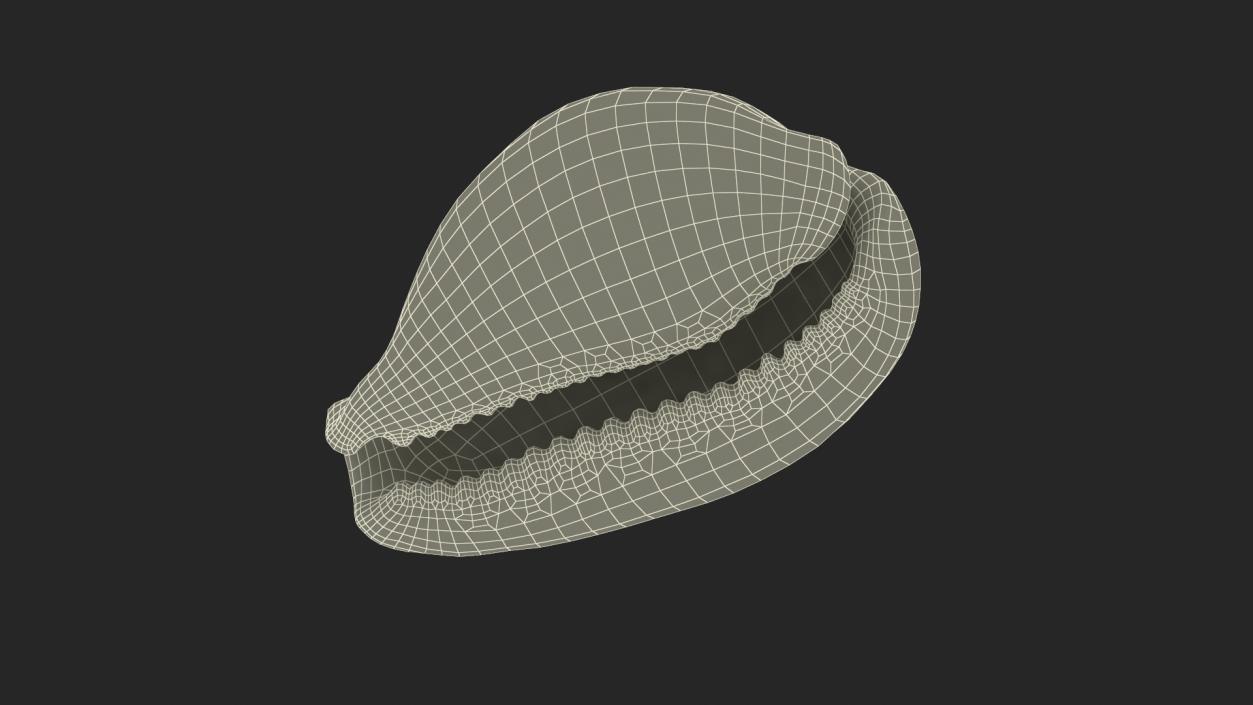 3D Tiger Cowrie Shell model