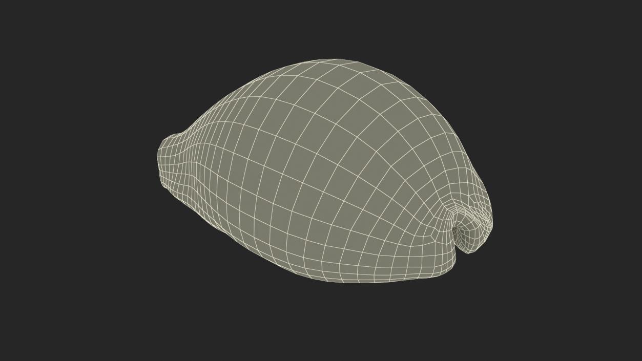 3D Tiger Cowrie Shell model