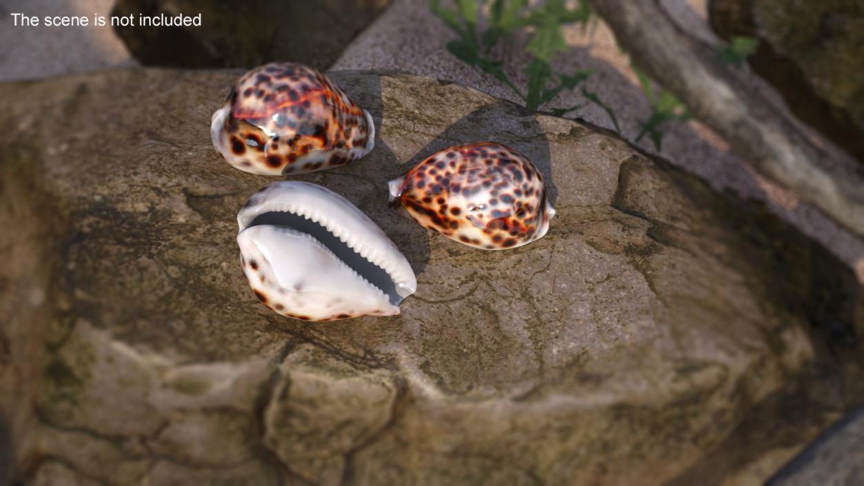 3D Tiger Cowrie Shell model