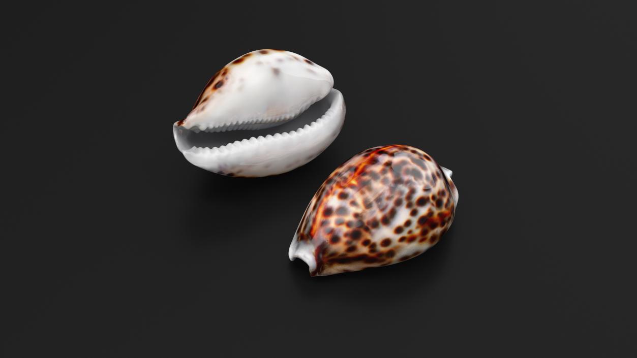 3D Tiger Cowrie Shell model