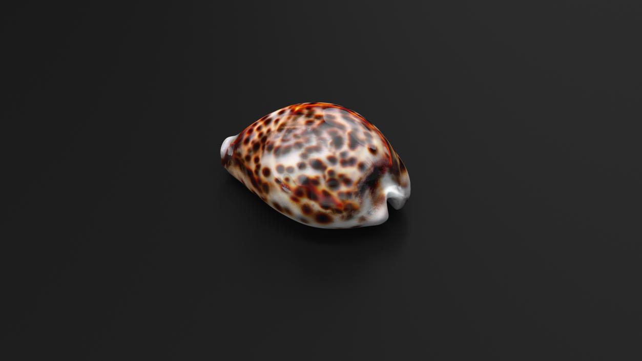 3D Tiger Cowrie Shell model