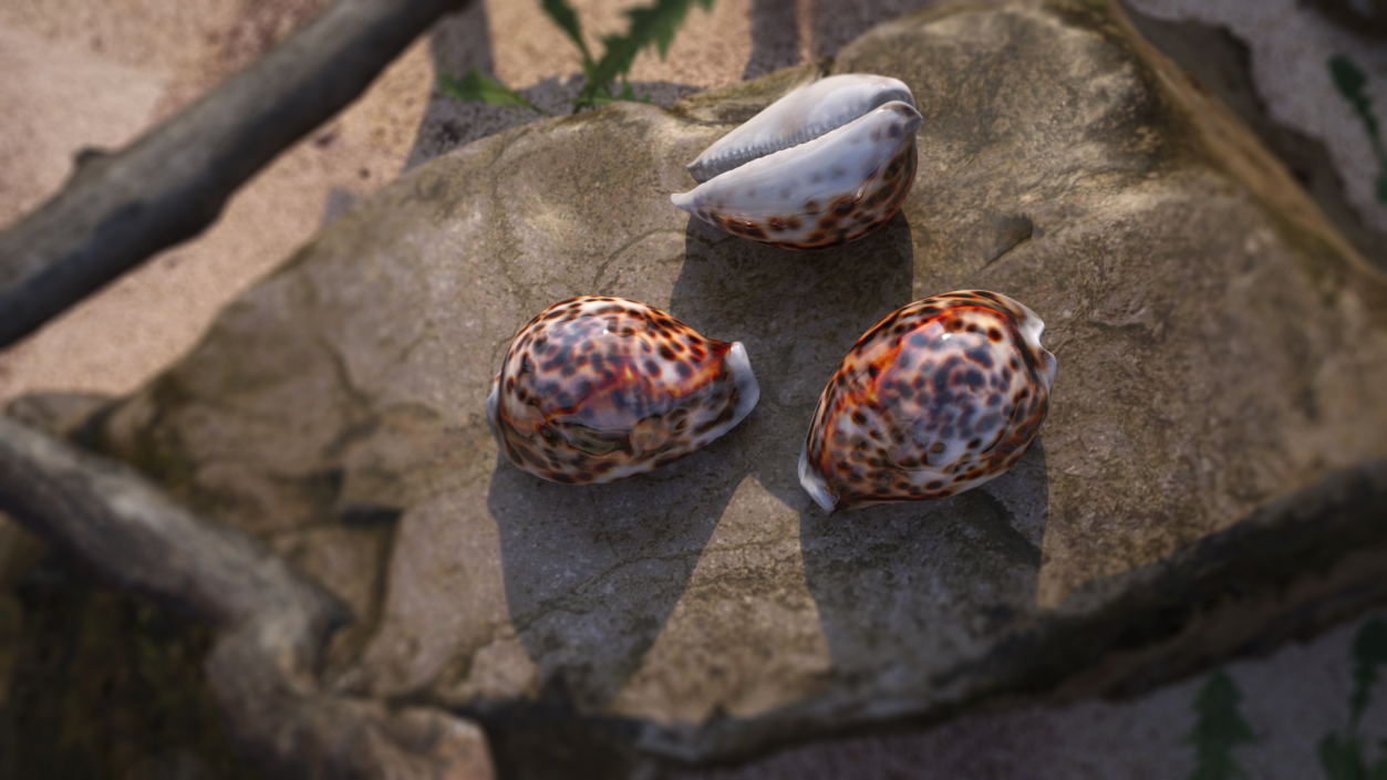 3D Tiger Cowrie Shell model