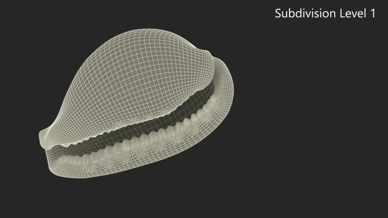 3D Tiger Cowrie Shell model