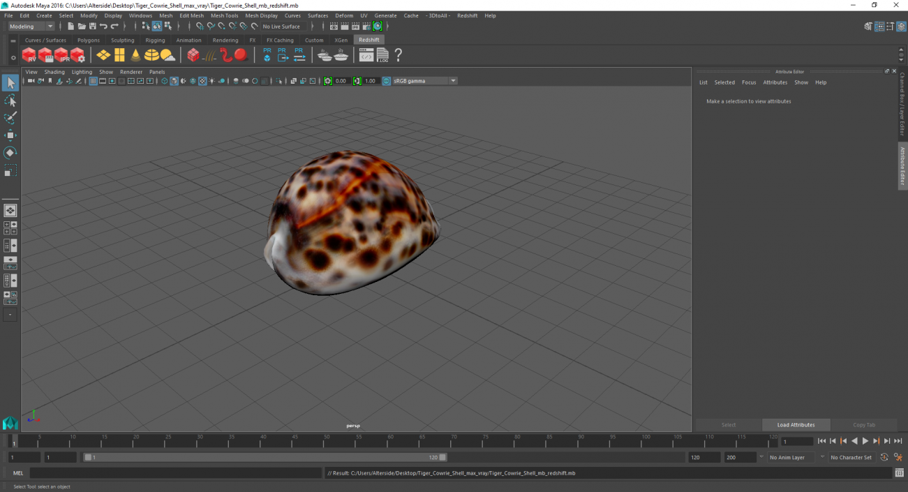 3D Tiger Cowrie Shell model