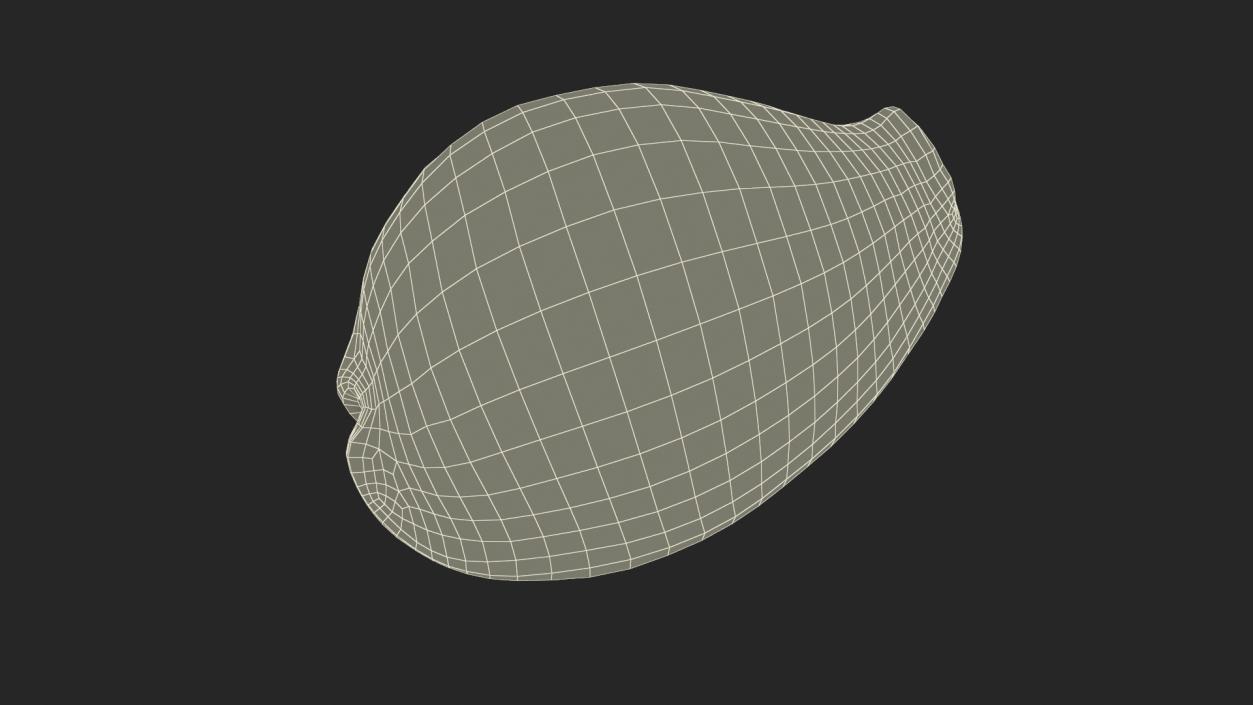 3D Tiger Cowrie Shell model