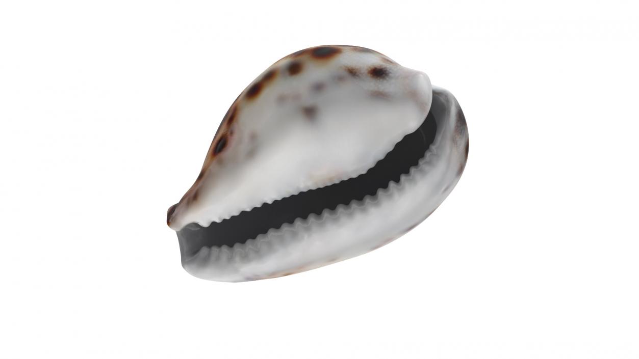 3D Tiger Cowrie Shell model