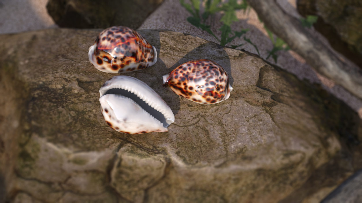 3D Tiger Cowrie Shell model