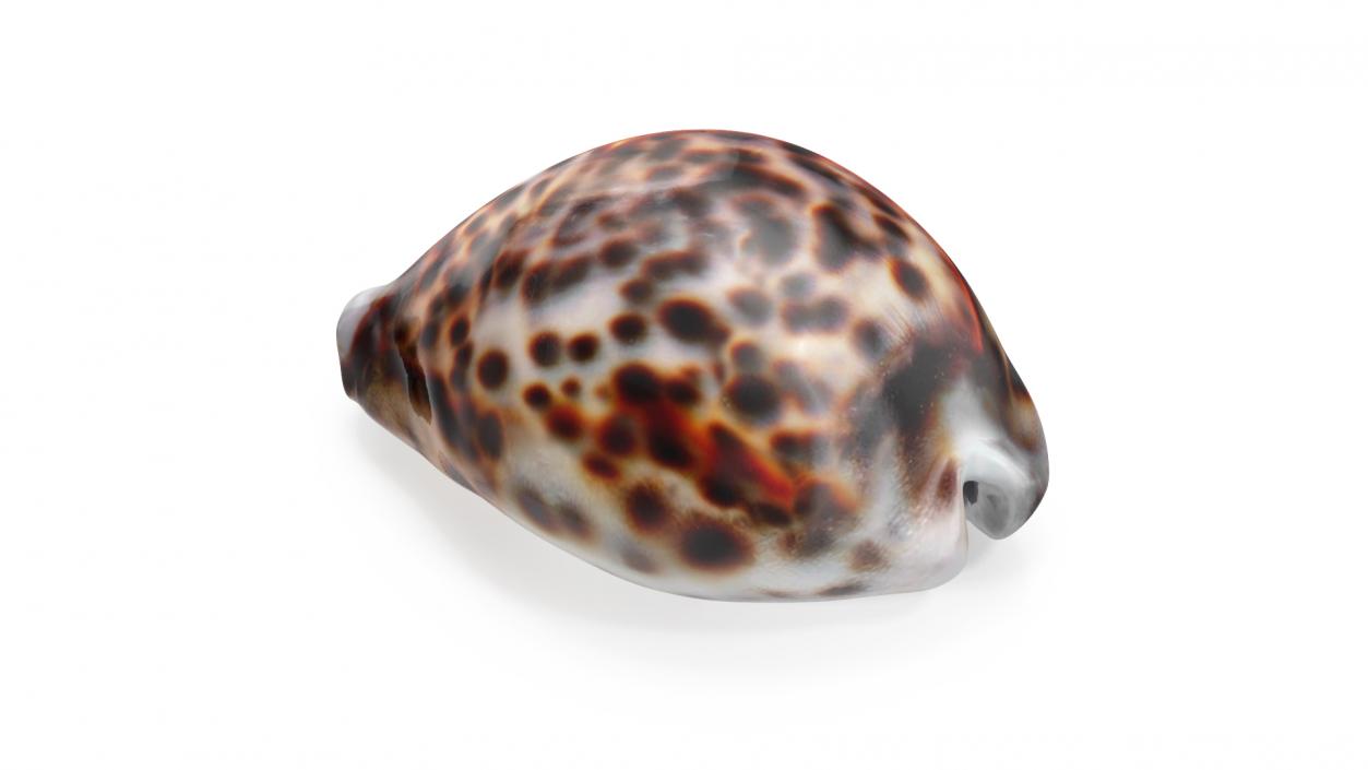 3D Tiger Cowrie Shell model